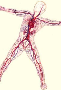 circulatory2