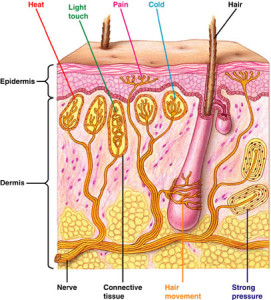 mechanoreceptors