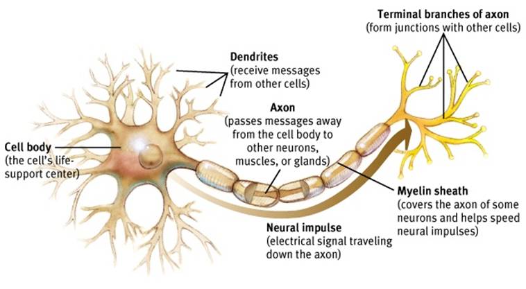 axon