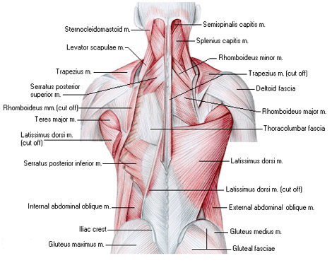 backmuscles