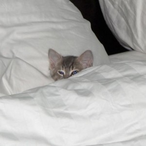 kitten_in_a_bed