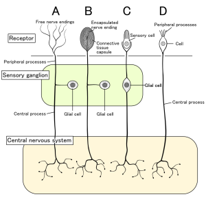 receptors