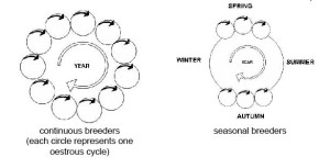 Anatomy_and_physiology_of_animals_Breeding_cycles