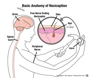 Nociception-1024x903