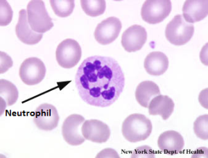 neutrophil