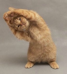 stretching_cat