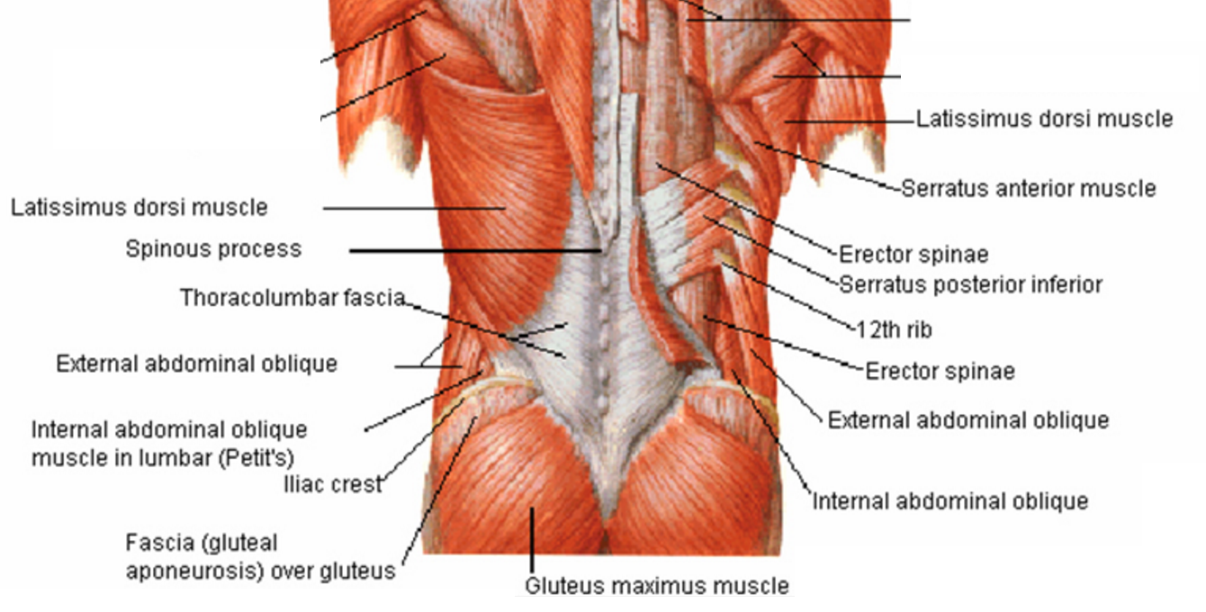 Lower Back Muscles Anatomy Anatomy Drawing Diagram