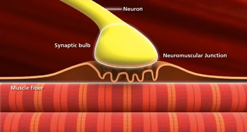 nmj synapse