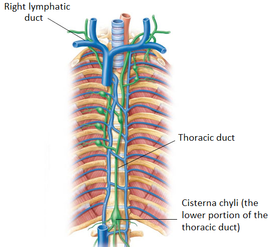 ducts