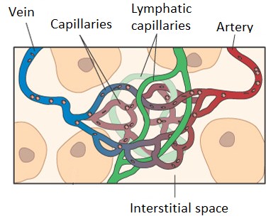 lymph-blood-network